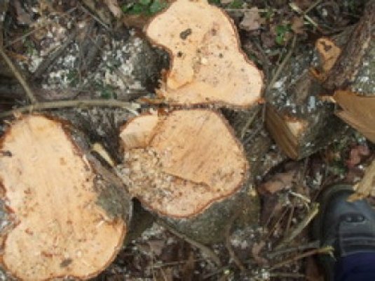 Prinşi de jandarmi în timp ce tăiau un pom de pe marginea drumului: vroiau lemne pentru foc